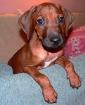 Wunderschöne reinrassige Rhodesian Ridgeback Welpen